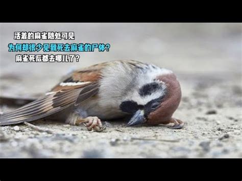 自來雀風水|為何自來雀被視為吉祥鳥？